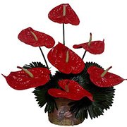 Breathtaking Red Long Lasting Flowers...