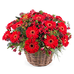 Magical Assemble of Gerberas in Red Colour...