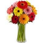 Clustered Presentation of Mixed Gerberas in a Glas...