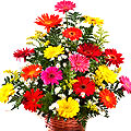 Majestic 30 mixed colourful Gerbera arrangement...