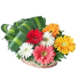 Majestic 30 mixed colourful Gerbera arrangement...
