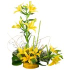 Extravagant Cluster of 6 Stemmed Yellow Lilies Extravagant Cluster of 6 Stemmed Yellow Lilies