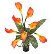Long Lasting – Classic Cala Lilies Long Lasting – Classic Cala Lilies