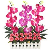 Cherished Long Lasting Orchids and Flower Garden Cherished Long Lasting Orchids and Flower Garden