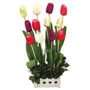 Long Lasting – Colourful Tulips Long Lasting – Colourful Tulips