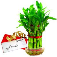Fabulous Gift of Bamboo Plant with Pantaloons Gift Voucher Fabulous Gift of Bamboo Plant with Pantaloons Gift Voucher