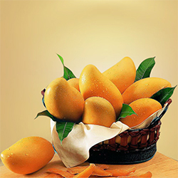 Good Quality Mangoes decorated in Basket Good Quality Mangoes decorated in Basket