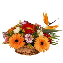 Designed Multi Colored Carnations and Gerberas Arrangement Designed Multi Colored Carnations and Gerberas Arrangement