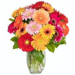 Elegant Arrangement of 15 Mixed Gerberas with Free Vase Elegant Arrangement of 15 Mixed Gerberas with Free Vase