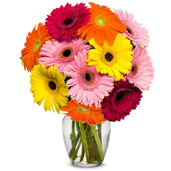 A Glass Vase full of MIxed Gerberas A Glass Vase full of MIxed Gerberas