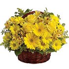 Colorful Pure Enchantment Yellow Flowers in a Basket Colorful Pure Enchantment Yellow Flowers in a Basket