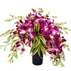 Elegant Touch of Love Orchids in Glass Vase Elegant Touch of Love Orchids in Glass Vase