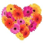 Joyful Emotions Gerberas Premium Heart Shaped Arrangement Joyful Emotions Gerberas Premium Heart Shaped Arrangement