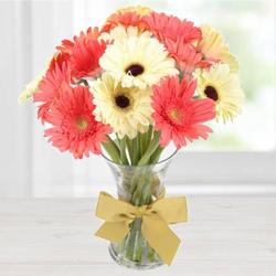 Blooming Bounce Gerbera Collection Blooming Bounce Gerbera Collection