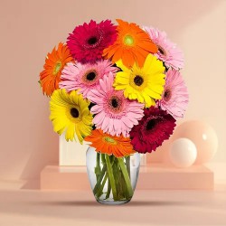 Sublime Radiance Gerbera Bundle Sublime Radiance Gerbera Bundle