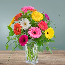 Delightful One Doz Assorted Gerberas in Glass Vase Delightful One Doz Assorted Gerberas in Glass Vase