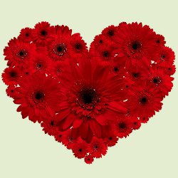 Striking Heart Shape Arrangement of Two Dozen Red Gerberas Striking Heart Shape Arrangement of Two Dozen Red Gerberas