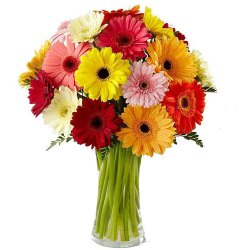 Expressive Multi-Colored Gerberas in a Glass Vase Expressive Multi-Colored Gerberas in a Glass Vase