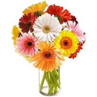 Blossoming Mixed Gerberas in Glass Vase Blossoming Mixed Gerberas in Glass Vase