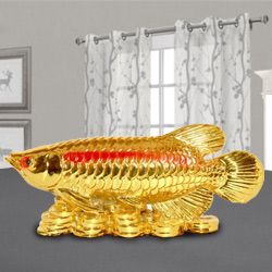 Golden Arowana Fish Golden Arowana Fish