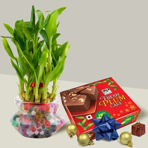 The Basics of Gifting Lucky Bamboo Plant  by Info Woolf  Medium