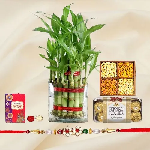 Buy 2 Layer Lucky Bamboo  Corporate Gift set of 30 online from  Nurserylive at lowest price